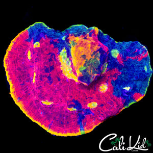 WWC JELLY BEAN CHALICE COLONY