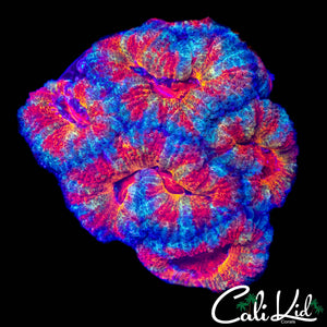 CK UNRELEASED RAINBOW ACAN MINI COLONY