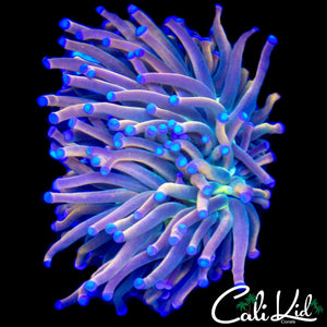 AQUACULTURED TRANSLUCENT TORCH