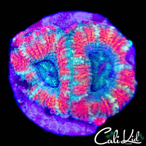 ULTRA ACAN QUAD