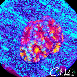 INSANE RAINBOW ACAN MINI COLONY