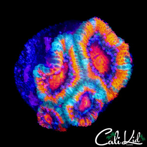 RARE RAINBOW MICROMUSSA FRAG