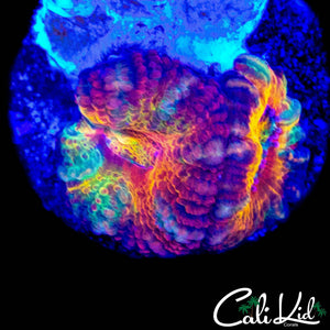 BUBBLE YUM ACAN DOUBLE