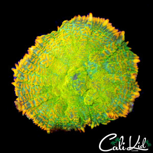 TEQUILA SUNRISE MUSHROOM