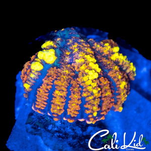 FLAMETHROWER BOUNCE MUSHROOM