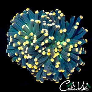 ULTRA BI COLOR TORCH