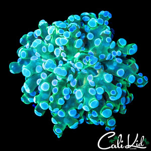 ULTRA BRANCHING FROGSPAWN