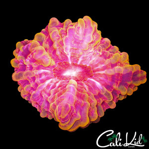 MELTDOWN CYNARINA