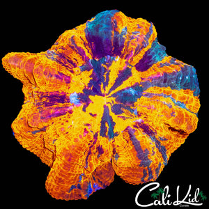 SUPER BRIGHT LIGHTNING ACANTHO