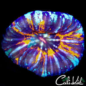 AMAZING QUAD COLOR SCOLY