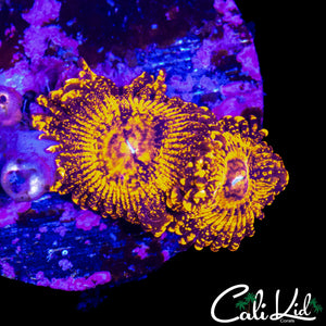 DIABLO MAUL TYPE ZOA DOUBLE