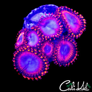 ASSORTED ZOA MINI COLONY