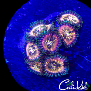 SOUR PUNCH ZOA MINI COLONY