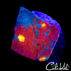 GREEN BASE RAINBOW CHALICE FRAG