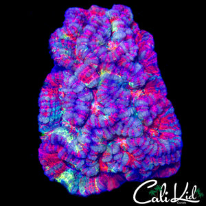 INSANE RAINBOW WILSONI COLONY