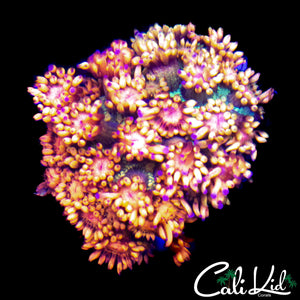 ULTIMATE RAINBOW GONI