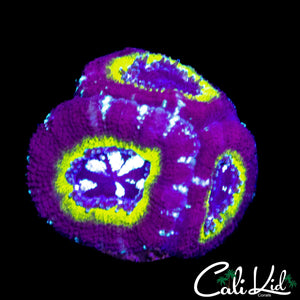 RARE ASIAN ACAN TRIPLE