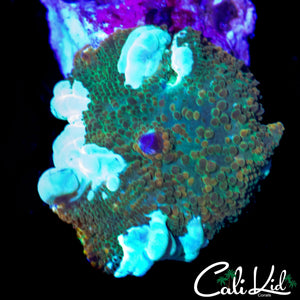 CK LUCKY LEPRECHAUN BOUNCE SHROOM