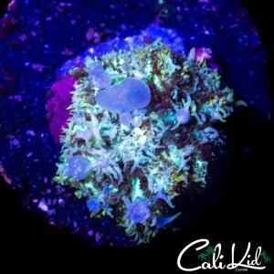 BLUE BOUNCE MUSHROOM