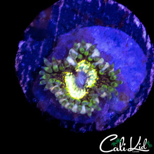 CK LG BOT ZOA *NEW RELEASE*