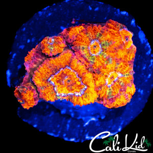 FRUIT STRIPE MICROMUSSA