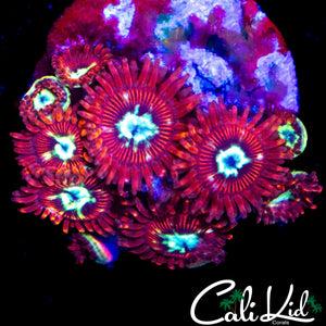 CK SPOTIFY ZOA MINI COLONY