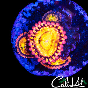 SAKURA TYPE ZOA QUAD