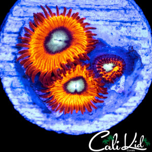CHARMANDER ZOA TRIPLE