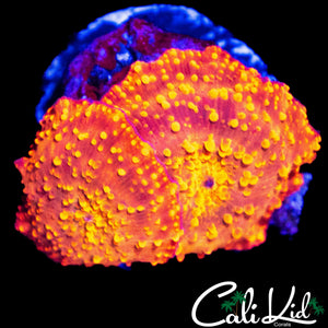 BUBBLY JAWBREAKER MUSHROOM DOUBLE