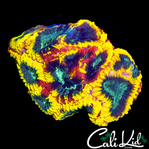 CK ELECTRIC DAISY FAVIA