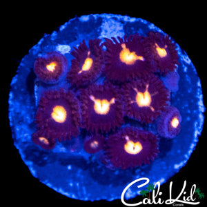 ULTRA ZOA MINI COLONY
