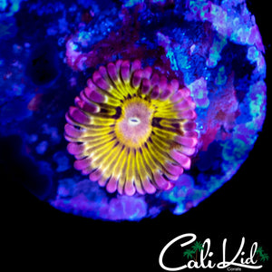 MYSTERY ZOA
