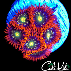 ULTRA ZOA MINI COLONY