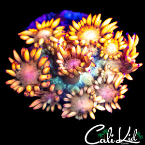 ULTIMATE RAINBOW GONI