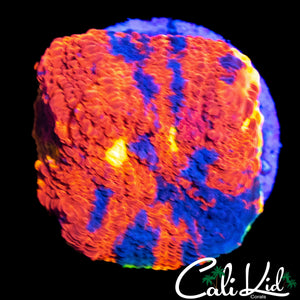 RAINBOW CHALICE FRAG