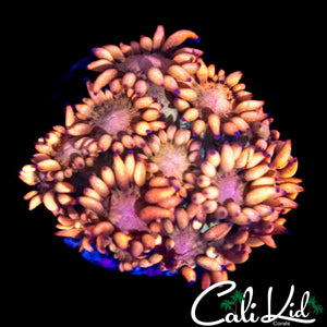 ULTIMATE RAINBOW GONI