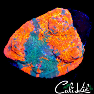 BI COLOR CHALICE
