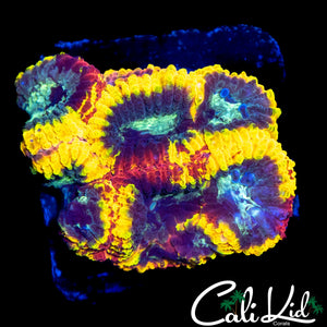 CK ELECTRIC DAISY FAVIA