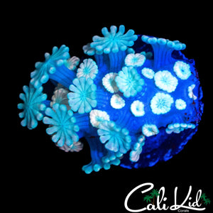 WHITE GHOST ALVEOPORA