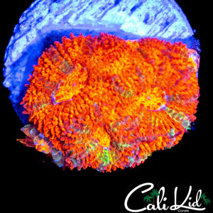 FRUIT STRIPE MICRO FRAG