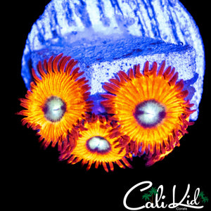 CHARMANDER ZOA QUAD