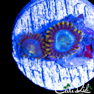 MYSTERY ZOA DOUBLE