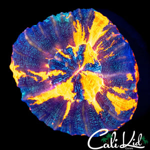 GLITTER PATTERN SCOLY