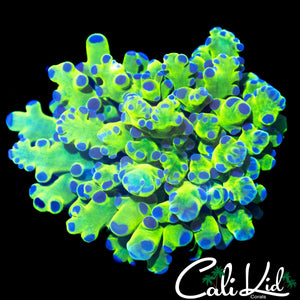 OG PURPLE / GREEN FROGSPAWN