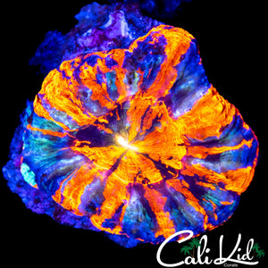 SUPERMAN STRIPE SCOLY