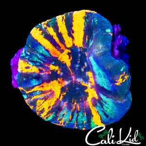 TRI COLOR SCOLY