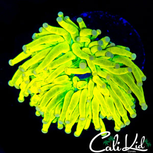 CK BLINDING GRAIL TORCH