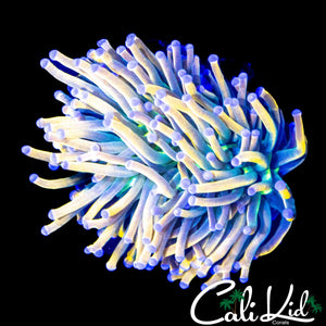 AQUACULTURED MORPH TORCH