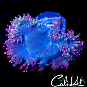 CK BLUE MAGOO ELEGANCE