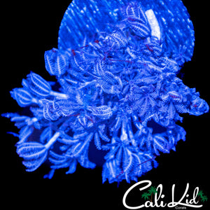 PULSATING XENIA CHUNK